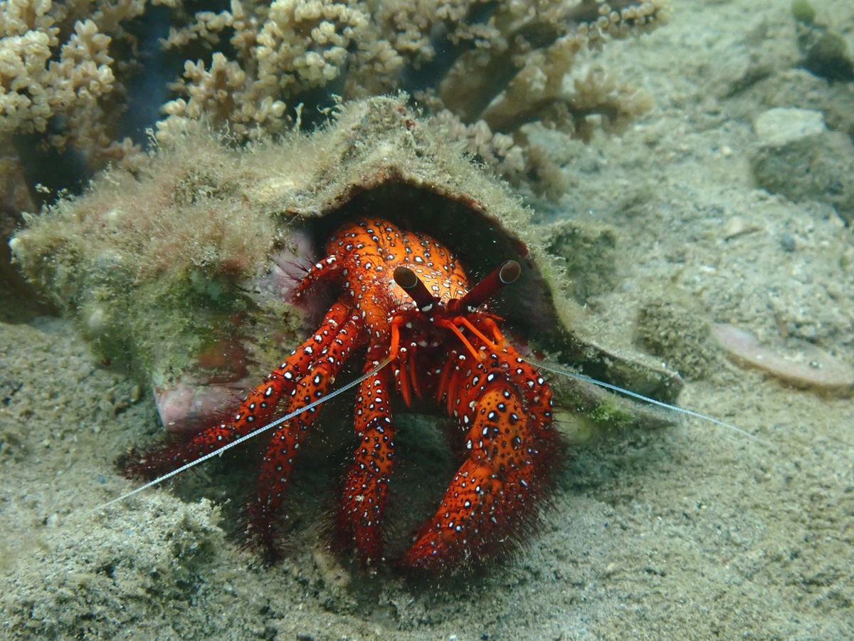 White-Spotted Hermit Crab コモンヤドカリ