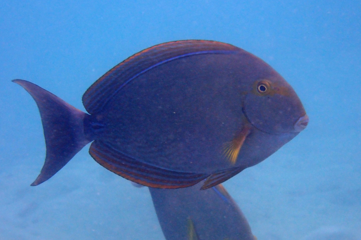 Yellowfin Surgeonfish