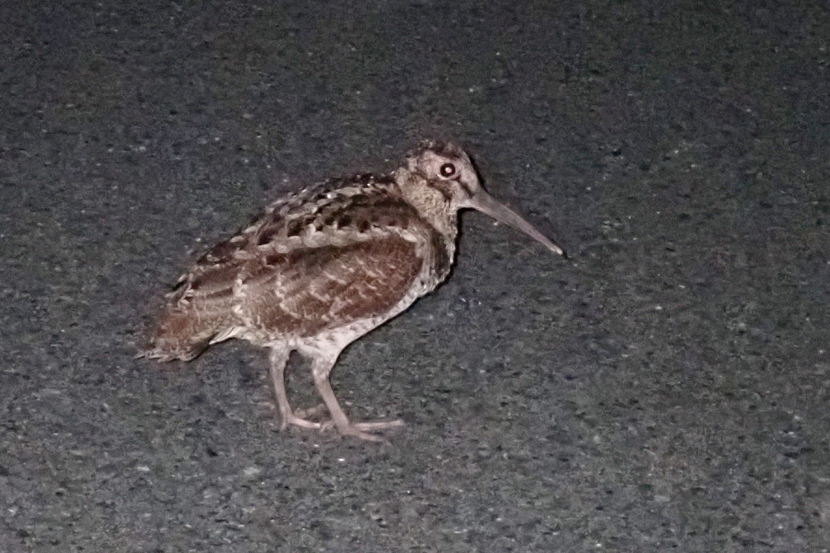 Amami Woodcock アマミヤマシギ