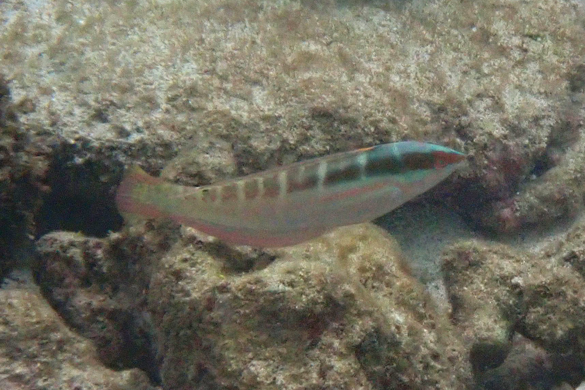 Pinklined Wrasse スジベラ