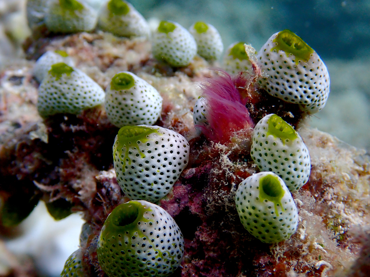 Green Sea Squirt