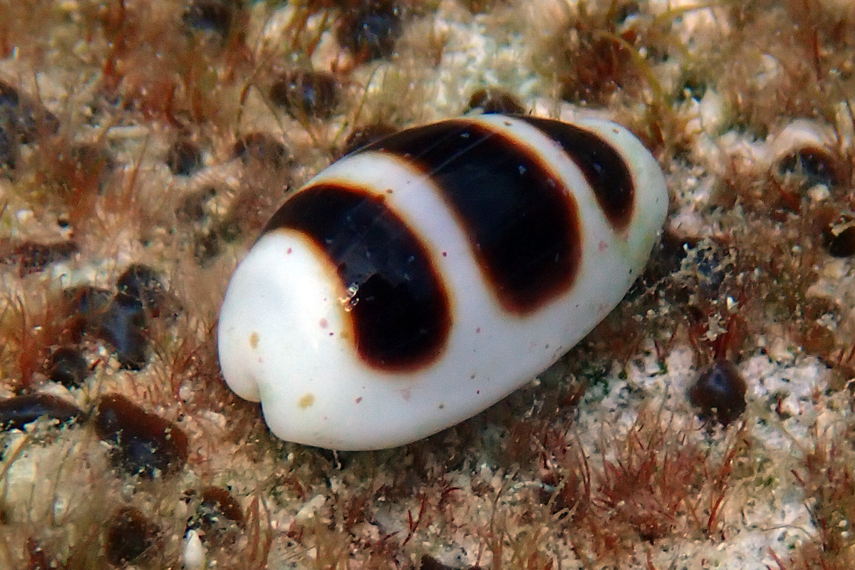 Little Ass Cowry ウキダカラ