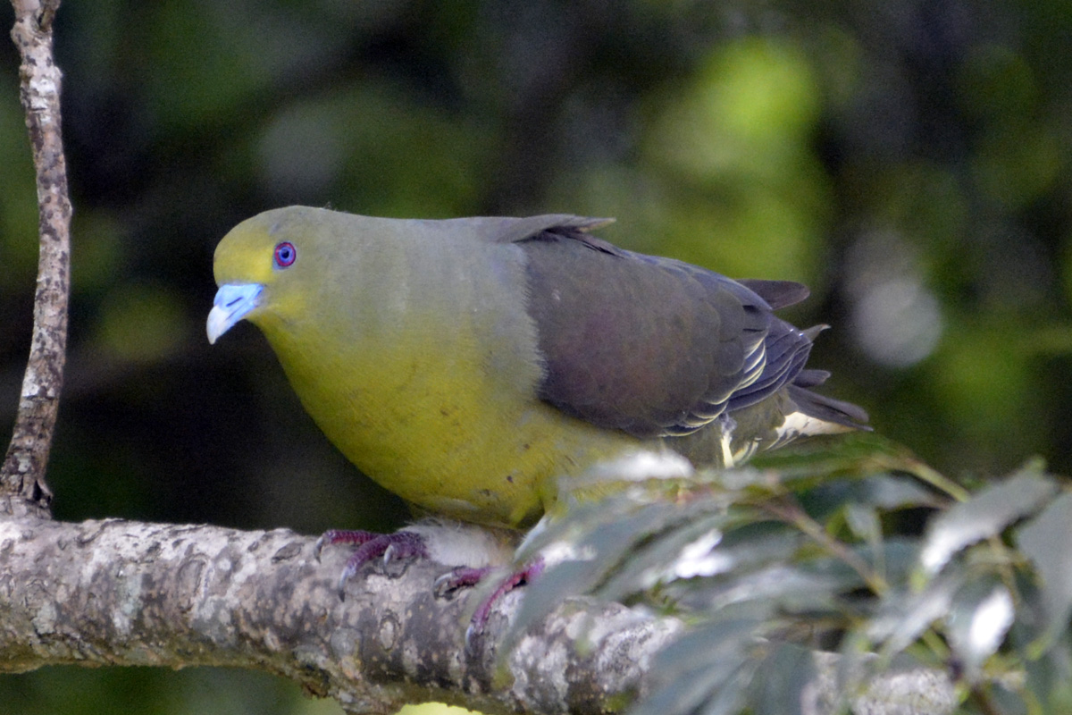 Ryukyu Green Pigeon リュウキュウアオバト