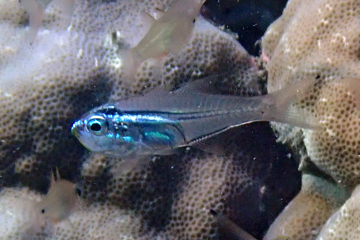 Slender Cardinalfish