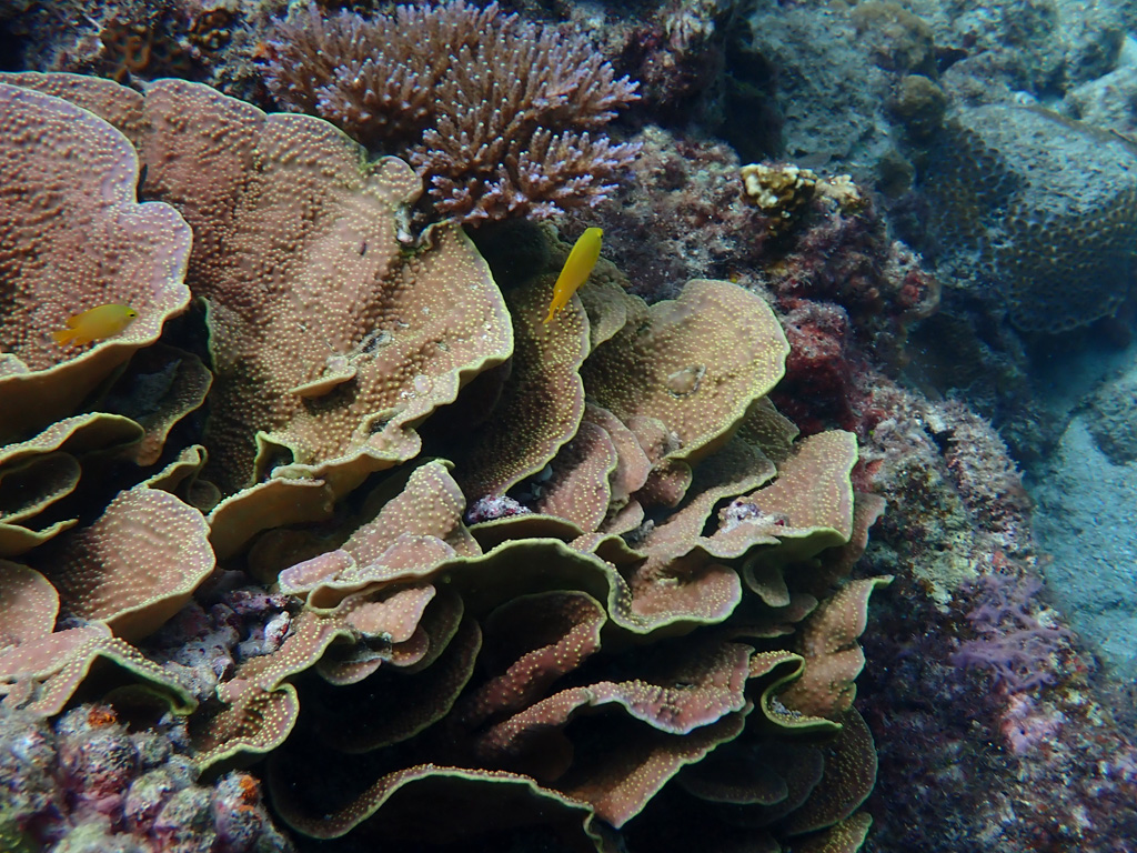 Scroll Coral