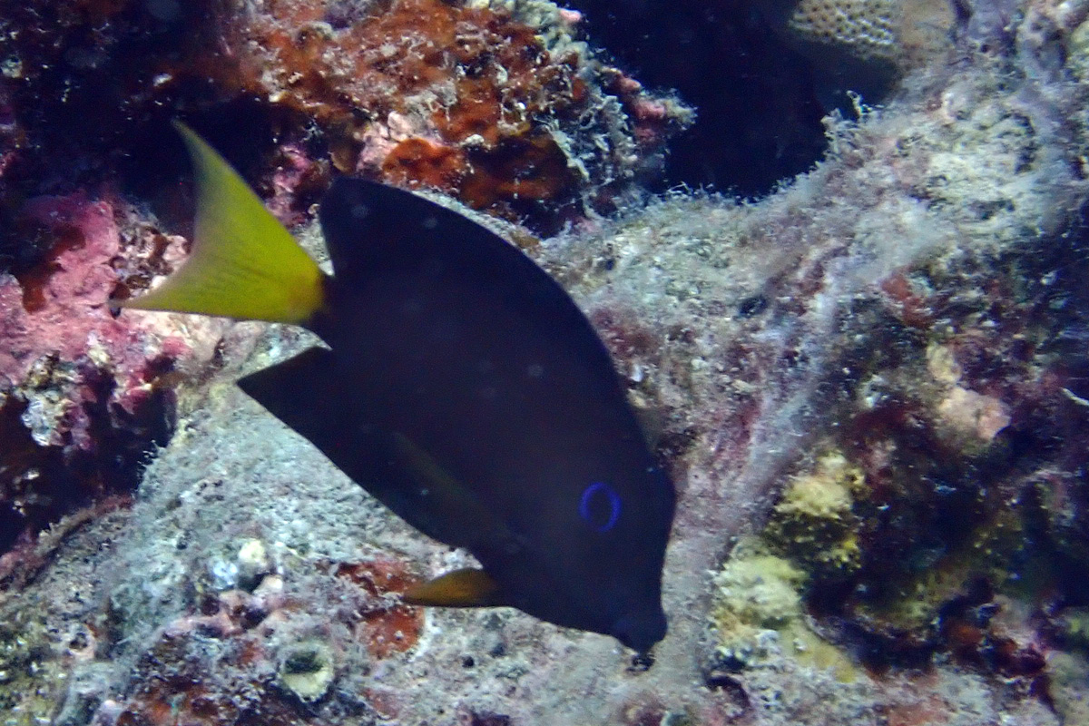 Twospot Surgeonfish コクテンサザナミハギ