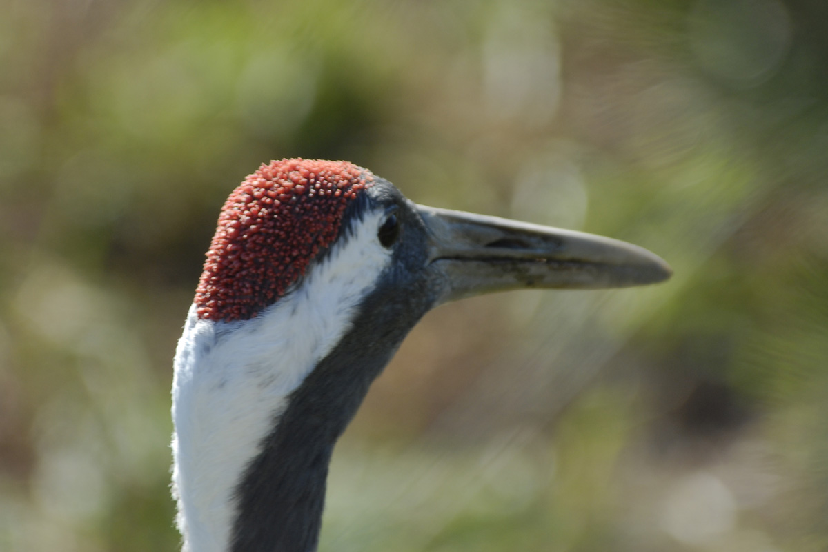 Birds of Japan