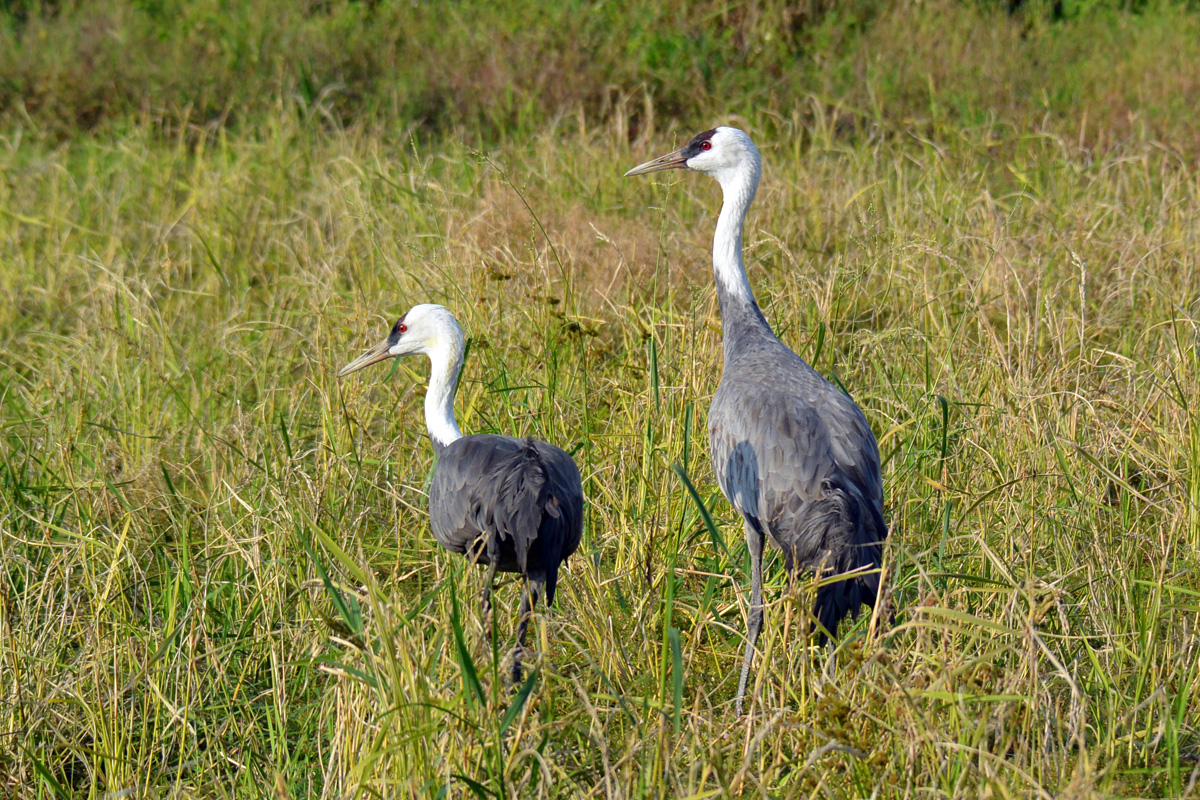 Hooded Crane ナベヅル