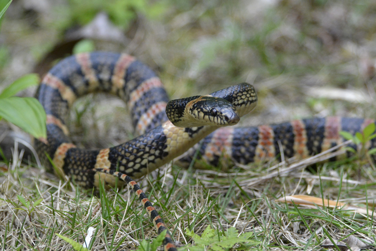 Ryukyu Odd-toothed Snake – アカマタ