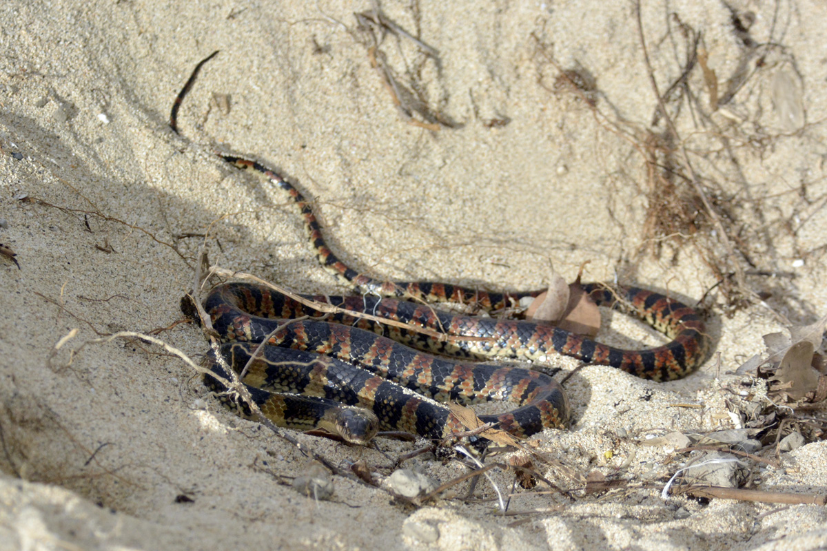 Ryukyu Odd-toothed Snake アカマタ