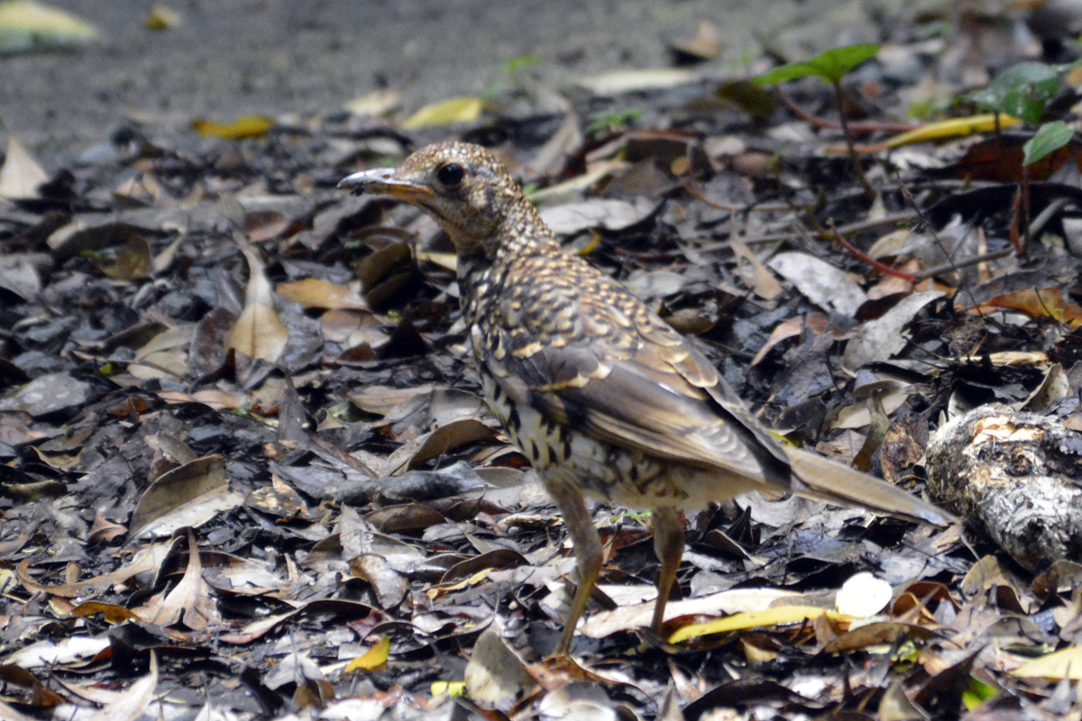 Amami Thrush オオトラツグミ