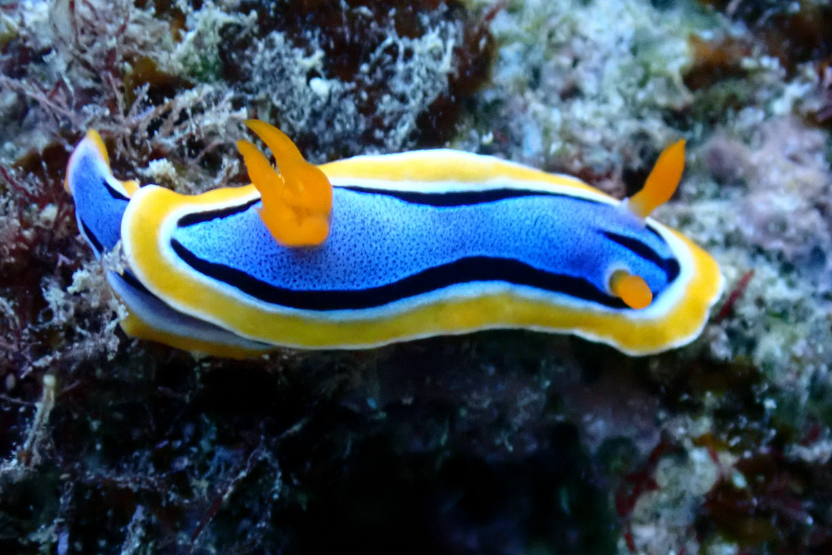 Anna’s Chromodoris アンナウミウシ