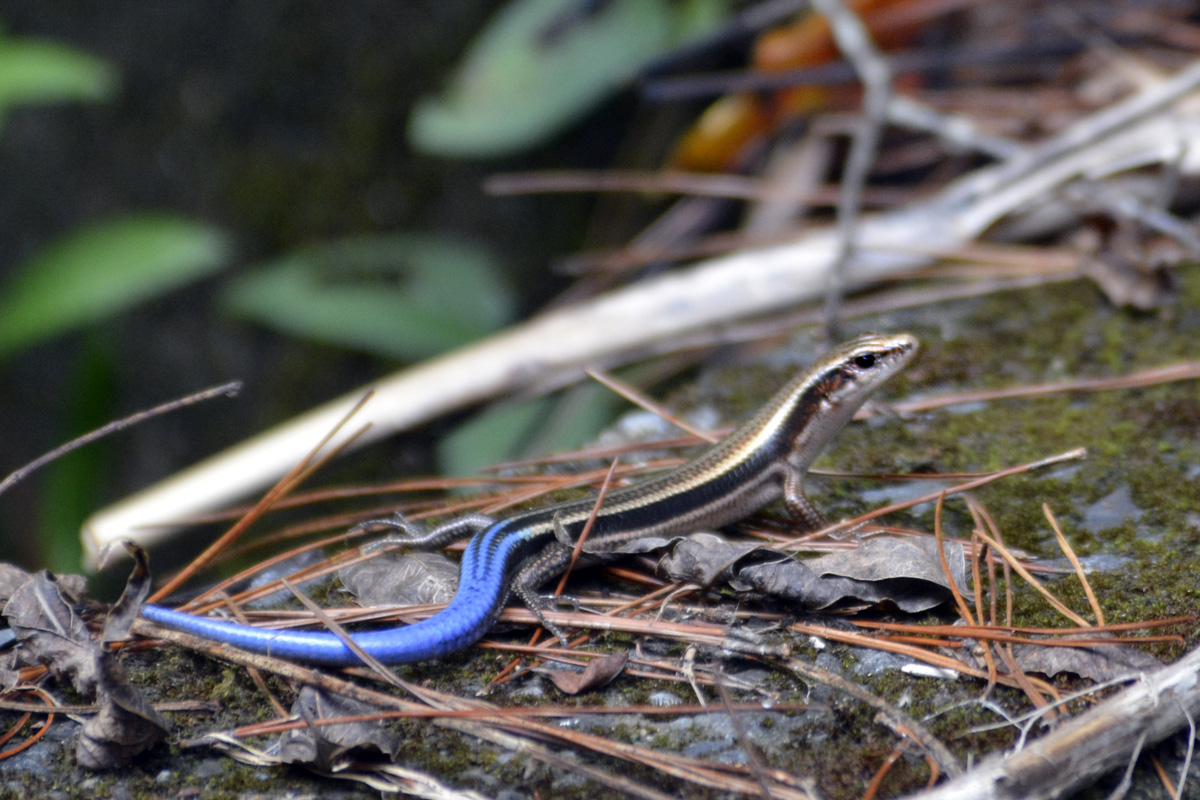 Barbour’s blue-tailed Skink バーバートカゲ