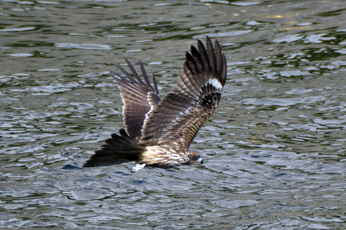 Black-eared Kite トビ