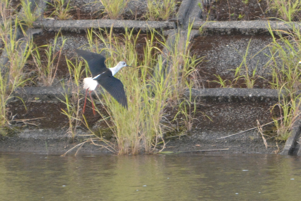 Black-winged Stilt セイタカシギ