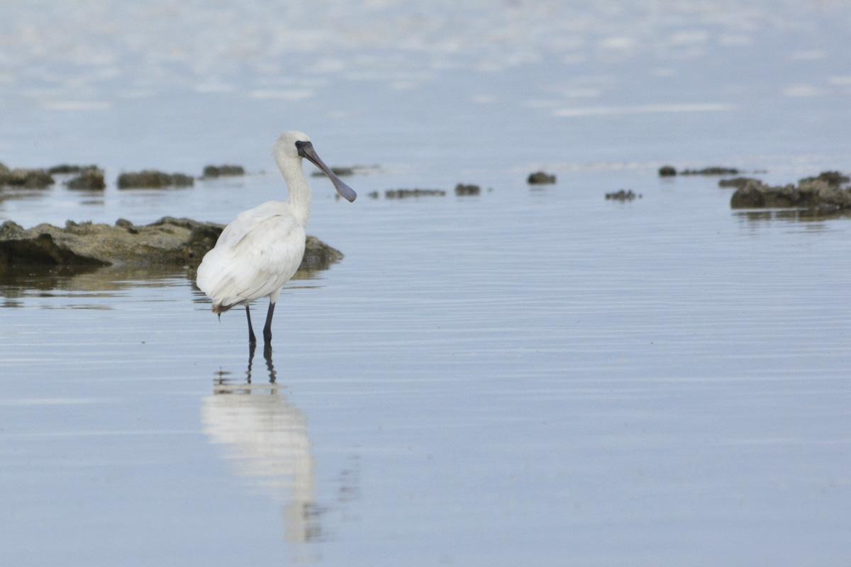 Black-faced Spoonbill – クロツラヘラサギ