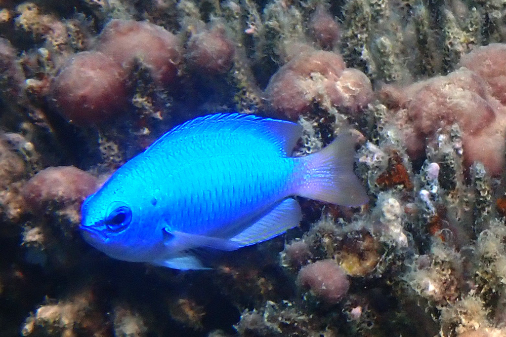 Blue Damsel クジャクスズメダイ