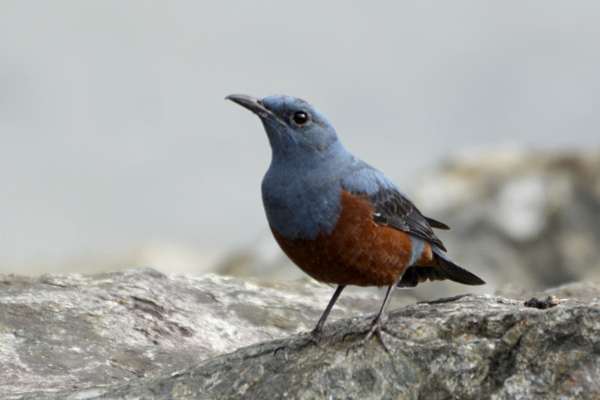 Blue Rock Thrush イソヒヨドリ