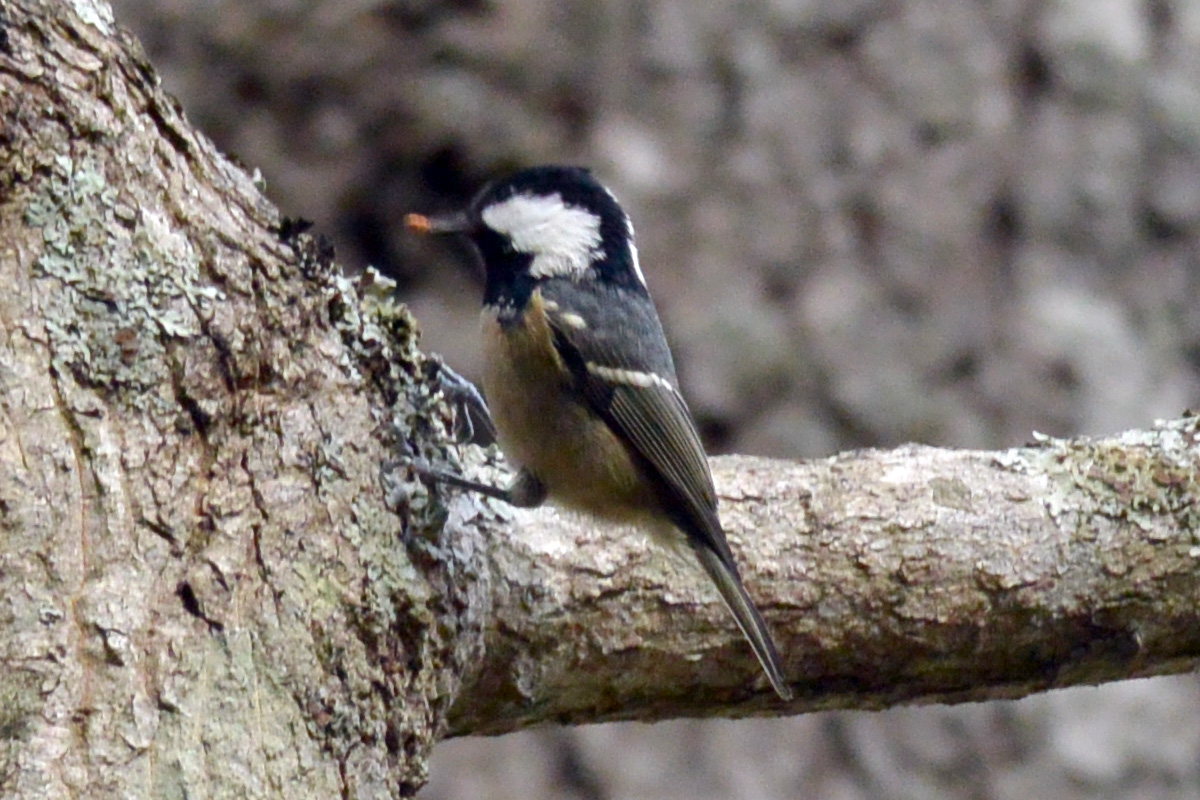 Coal Tit ヒガラ