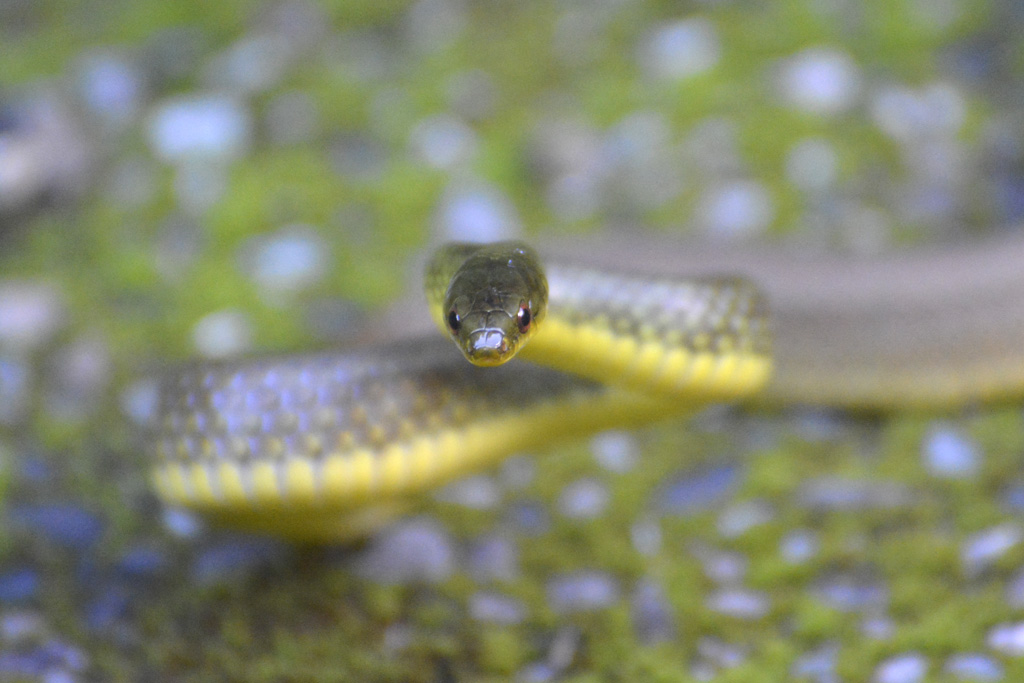 Ryukyu Green Snake リュウキュウアオヘビ