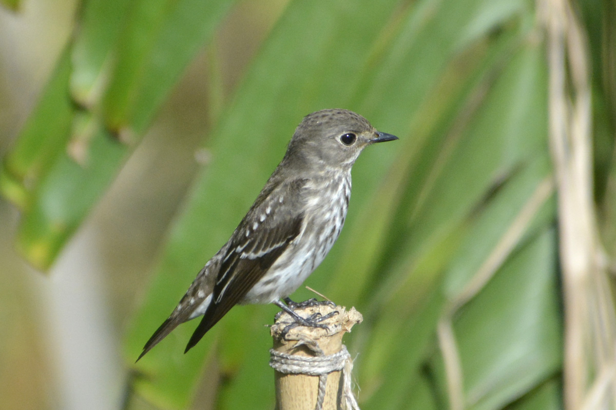 Grey-streaked Flycatcher エゾビタキ