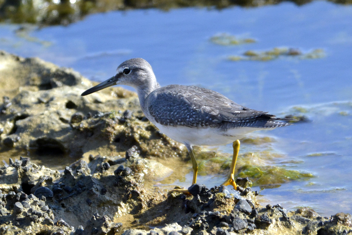 Grey-tailed Tattler　キアシシギ