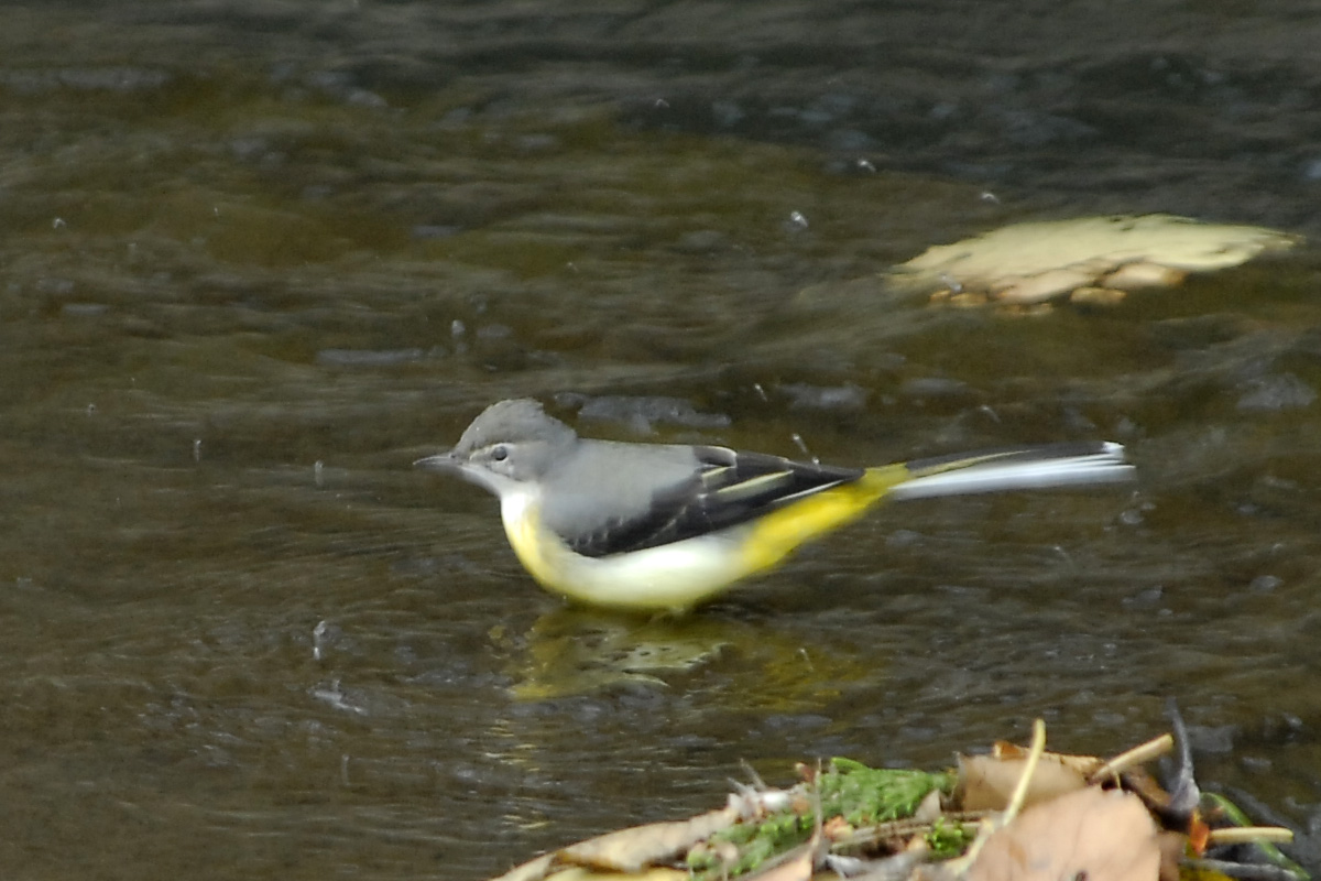 Grey Wagtail キセキレイ