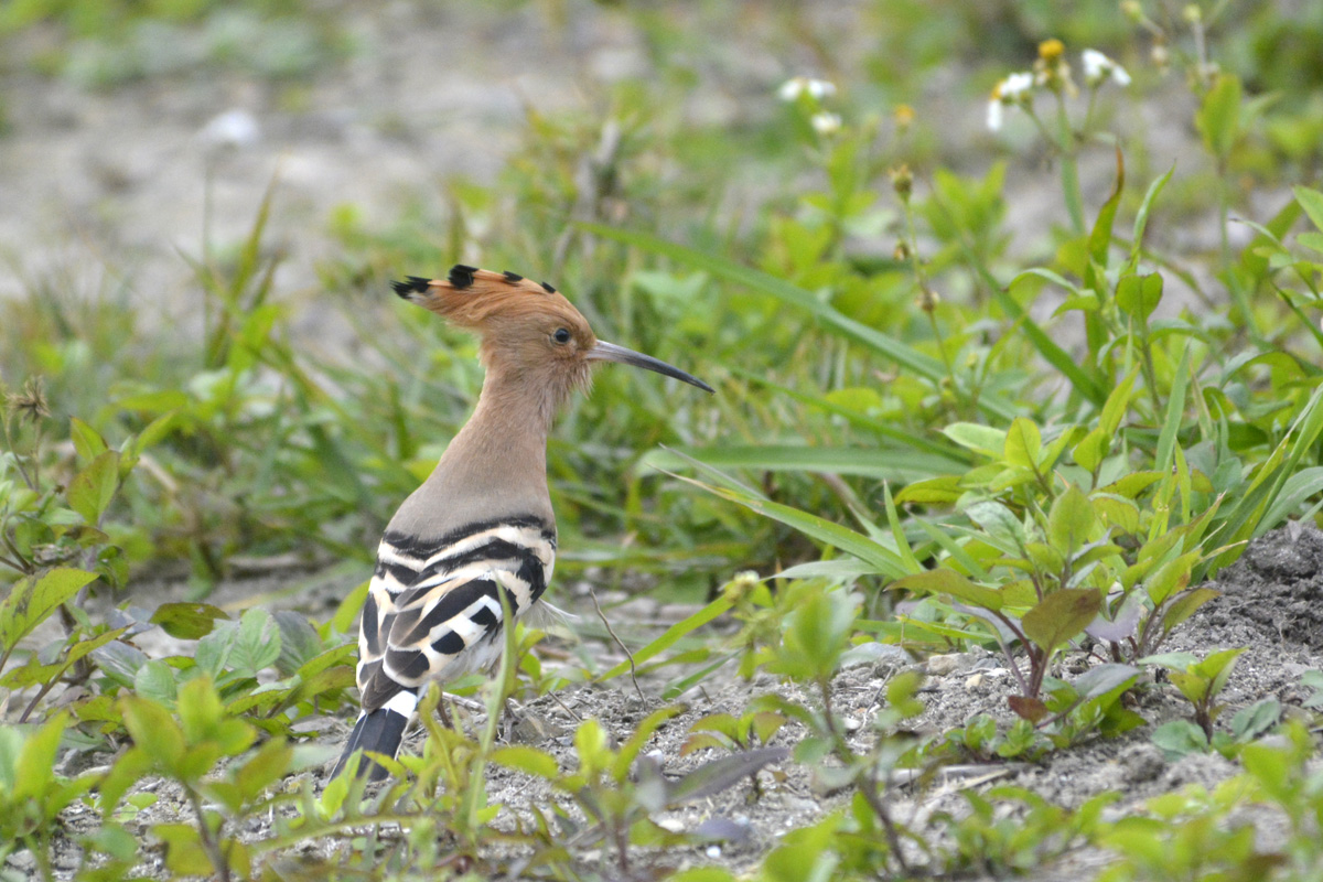 Hoopoe ヤツガシラ