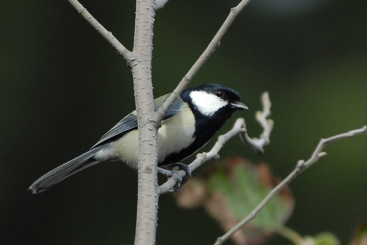 Japanese Tit シジュウカラ