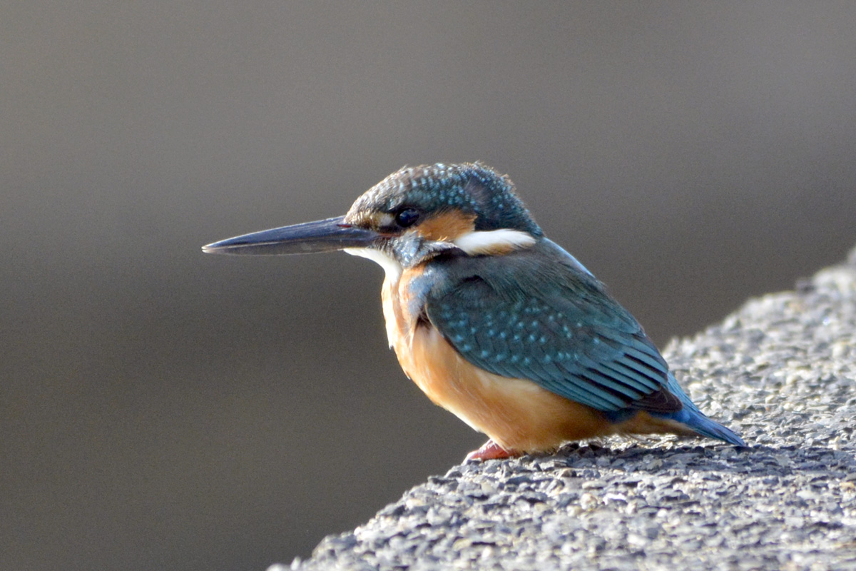 Common Kingfisher カワセミ