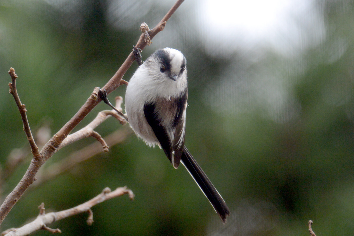 Long-tailed Tit エナガ