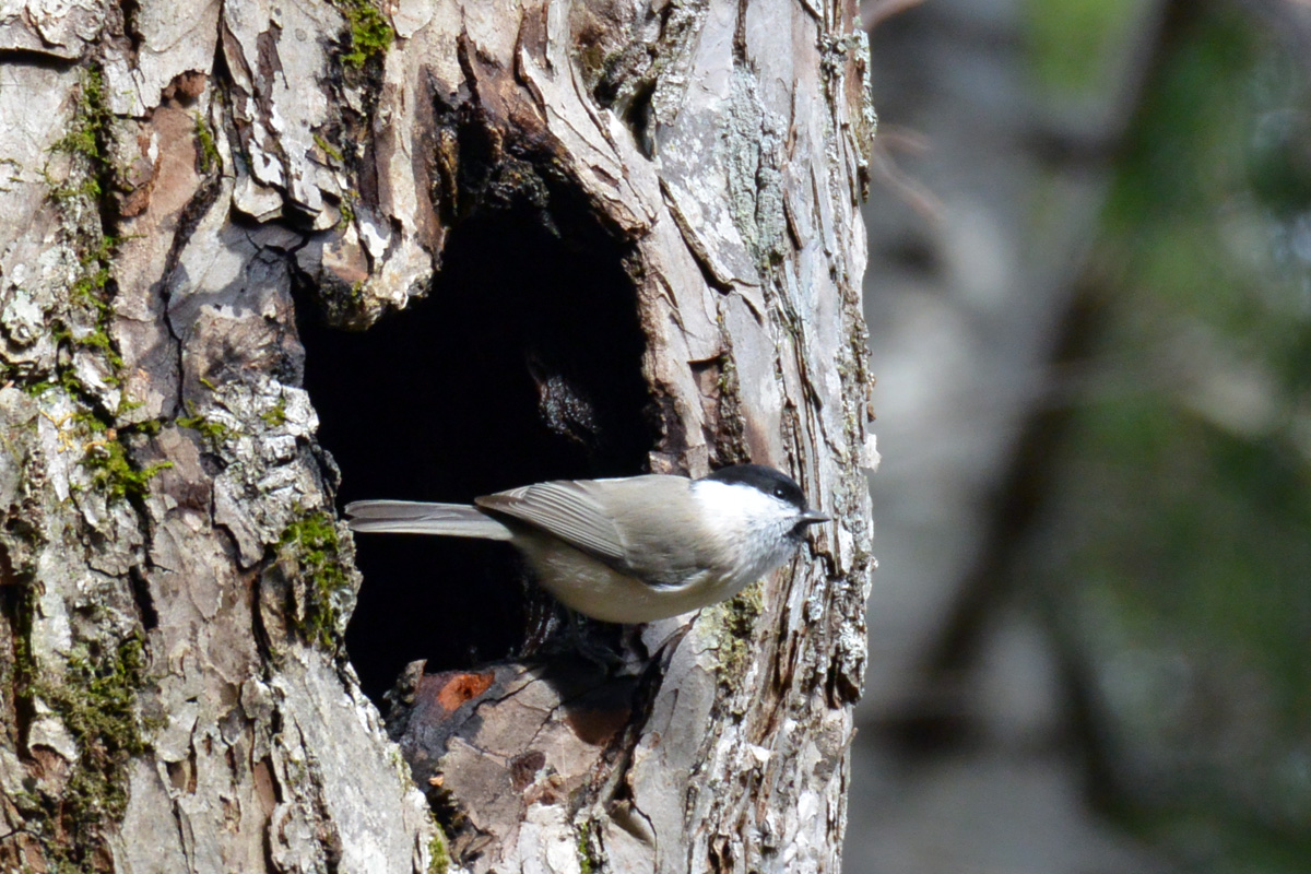 Marsh Tit ハシブトガラ