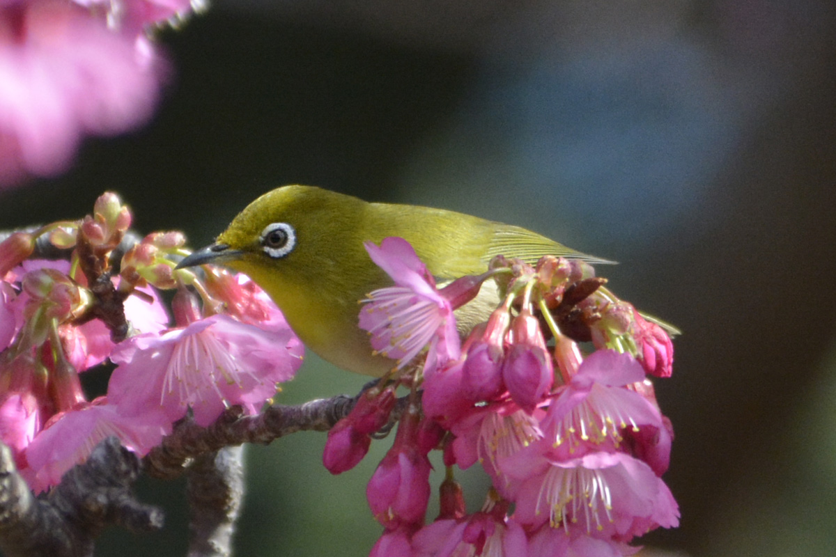 Mejiro – メジロ