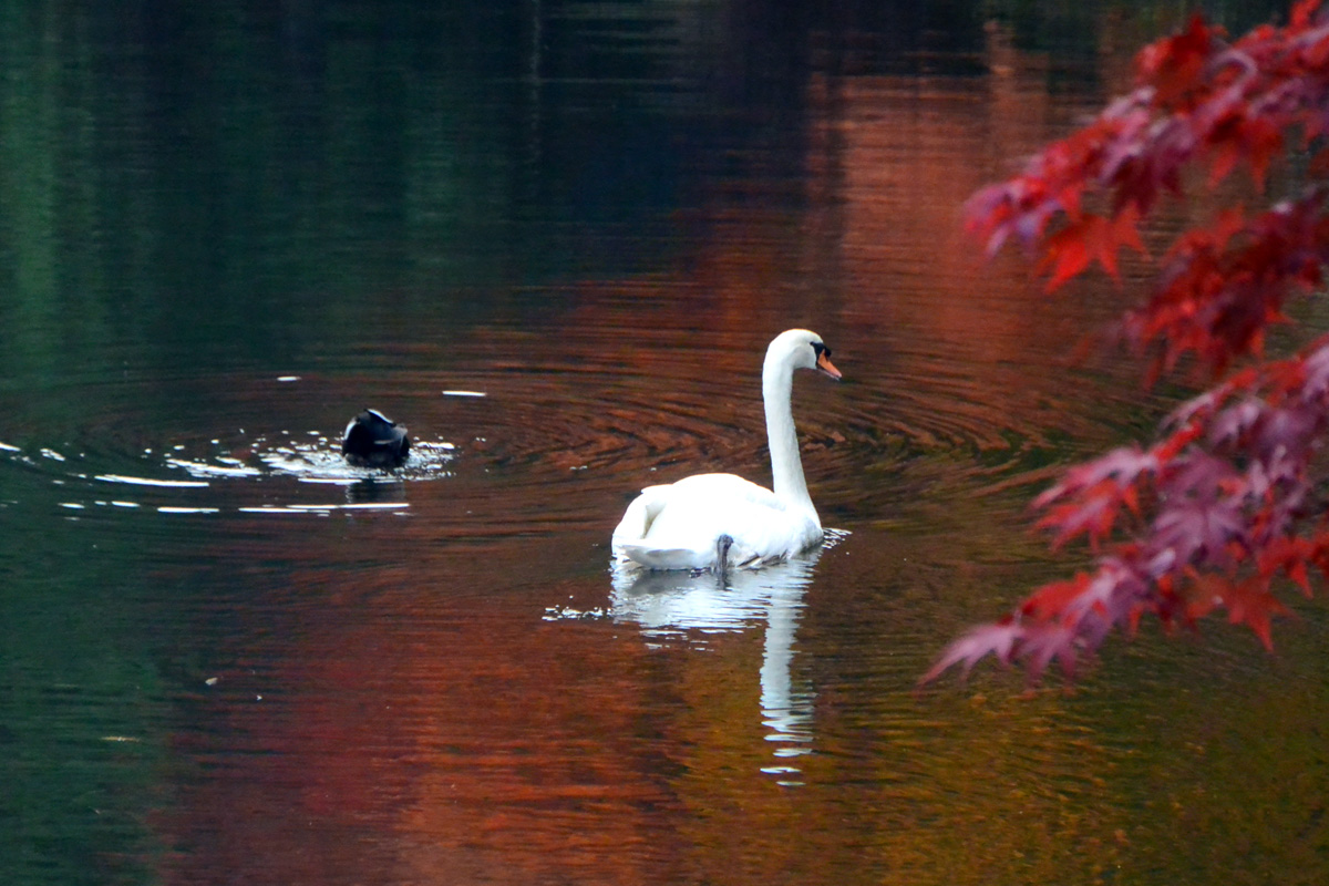 Mute Swan コブハクチョウ