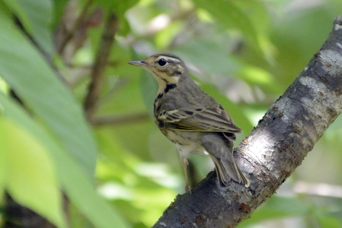 Olive-backed Pipit ビンズイ