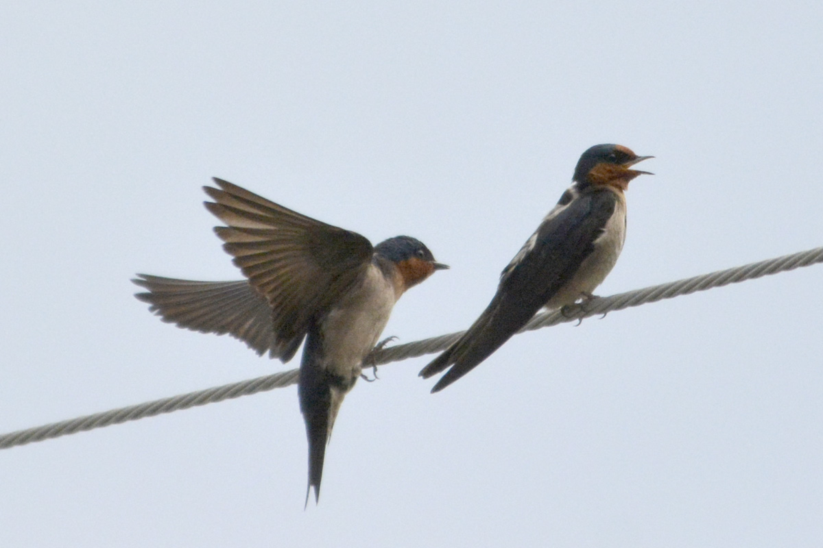 Pacific Swallow リュウキュウツバメ