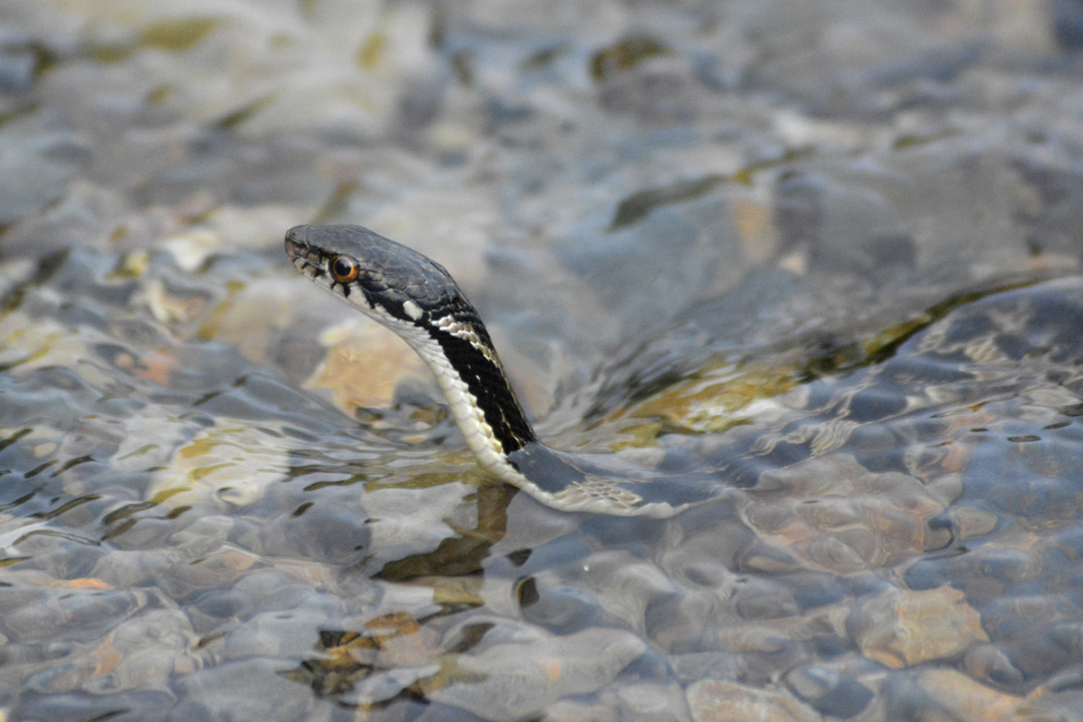 Pryer’s Keelback ガラスヒバァ