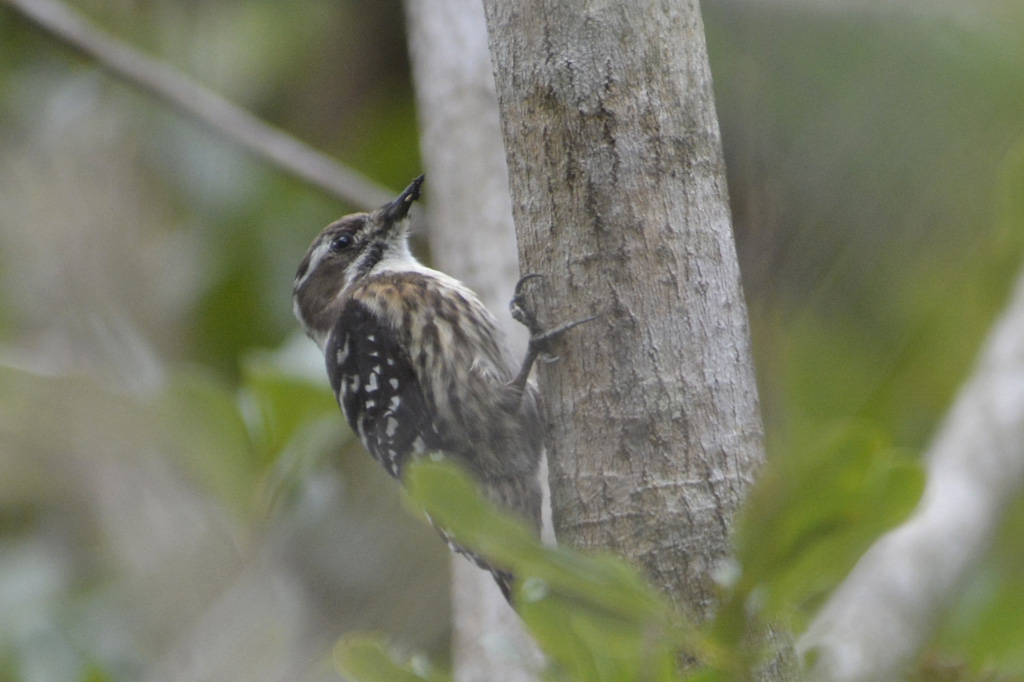 Japanese Pygmy Woodpecker コゲラ