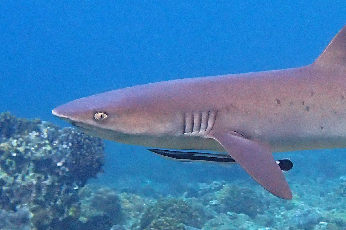 Sharksucker コバンザメ