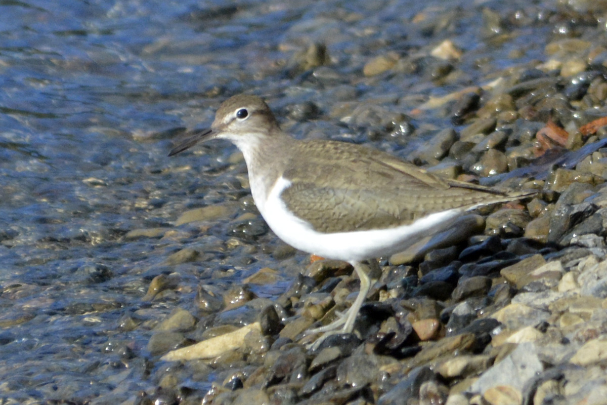 Common Sandpiper イソシギ