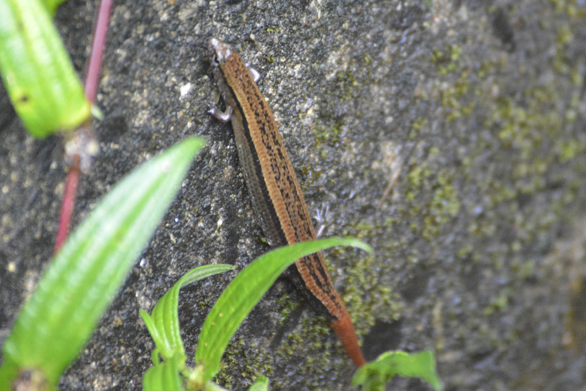 Ryukyu short-legged skink ヘリグロヒメトカゲ