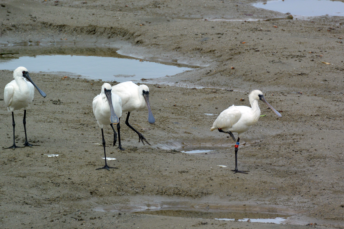 Black-faced Spoonbill クロツラヘラサギ