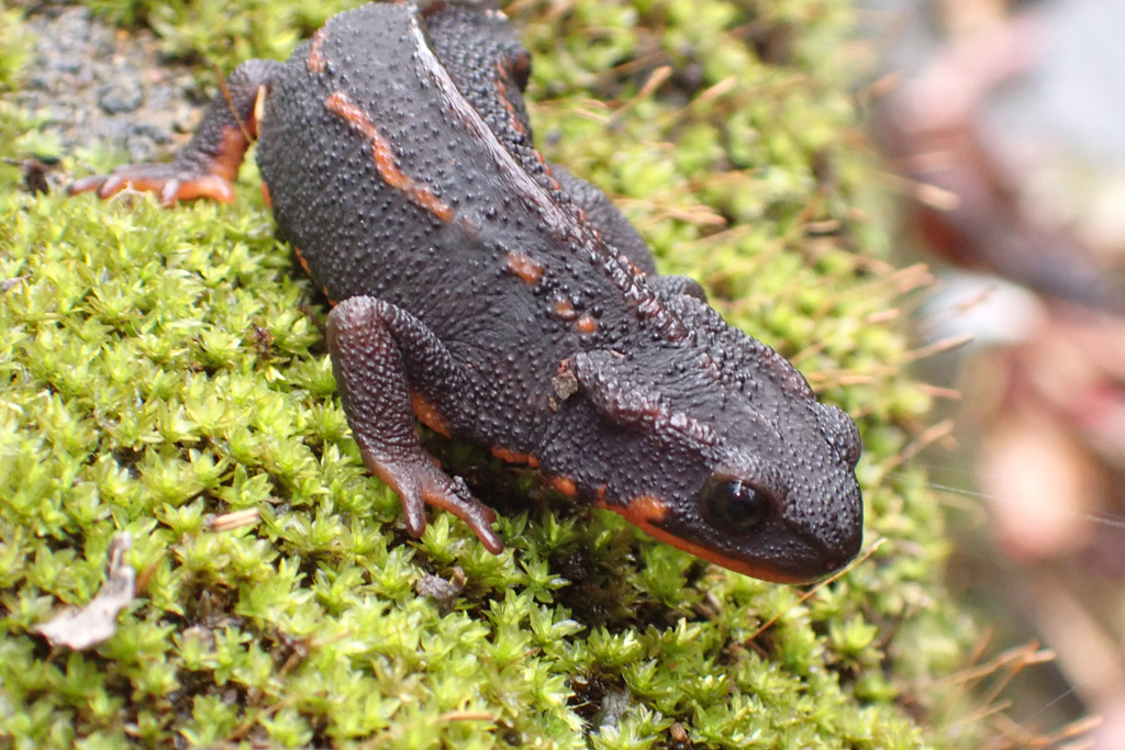 Sword-tailed Newt シリケンイモリ