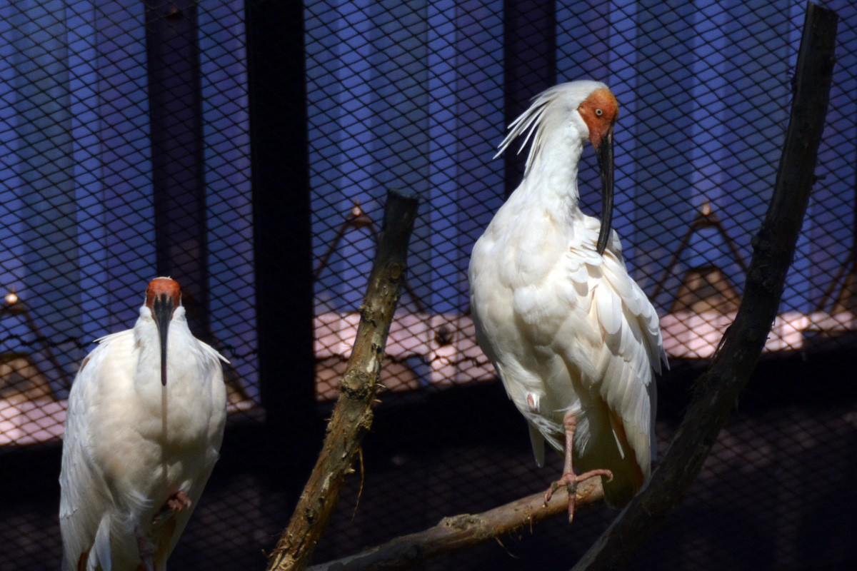 Crested Ibis　トキ