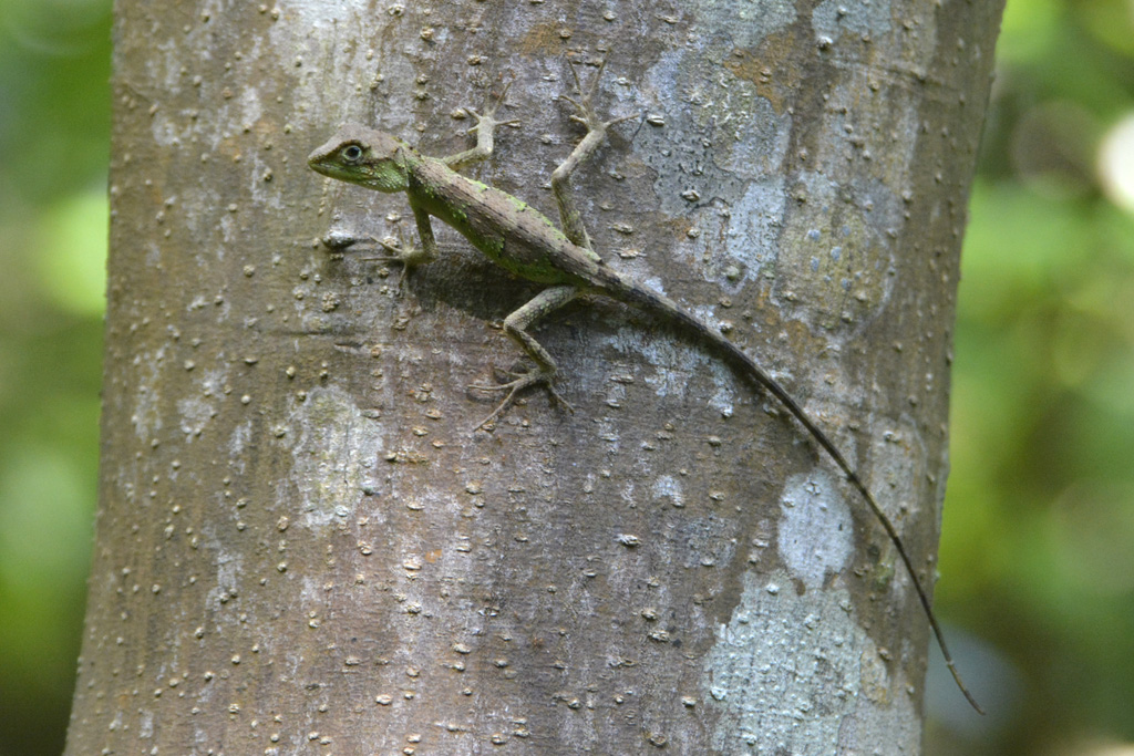 Okinawa Tree Lizard オキナワキノボリトカゲ