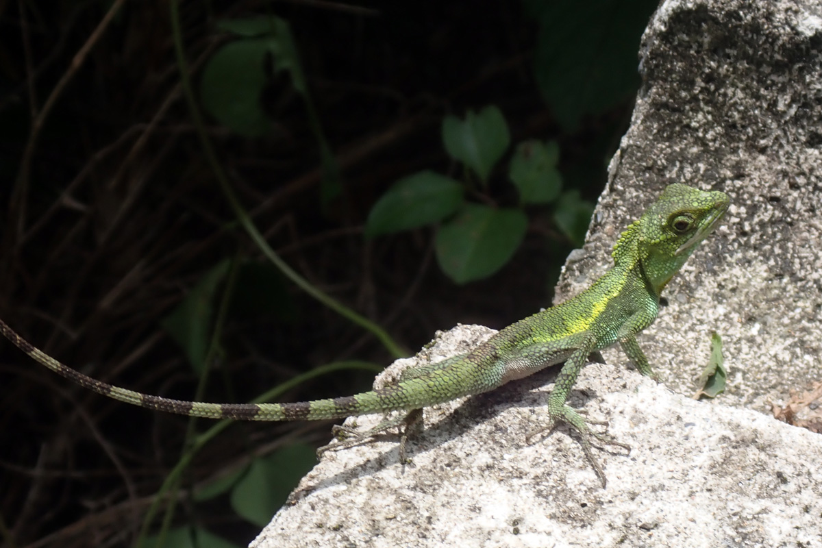 Okinawa Tree Lizard – オキナワキノボリトカゲ
