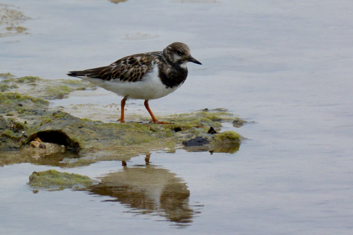 Ruddy Turnstone キョウジョシギ