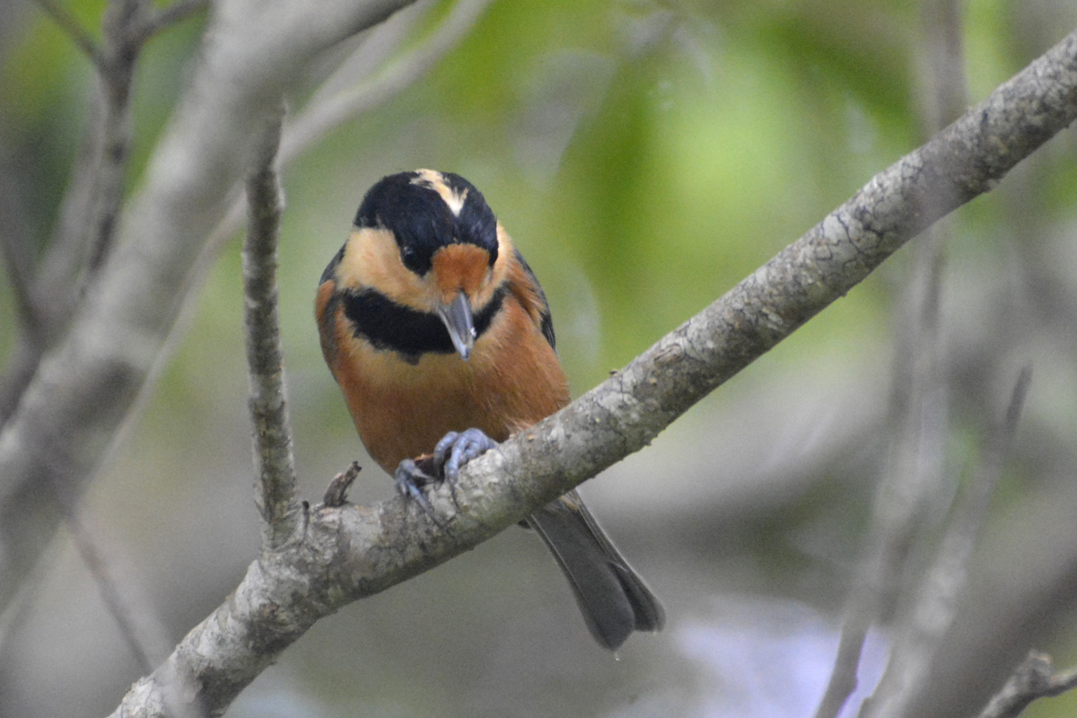 Varied Tit ヤマガラ