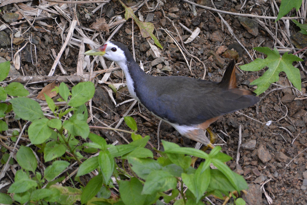 White-breasted Waterhen シロハラクイナ