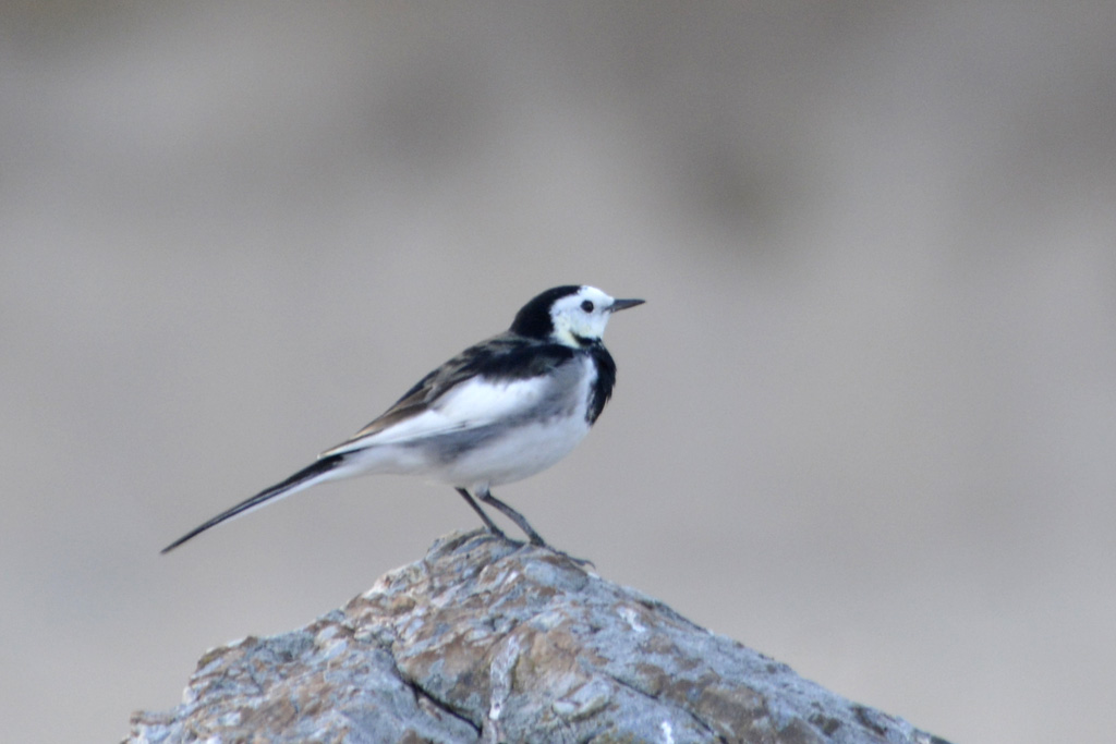 White Wagtail ハクセキレイ